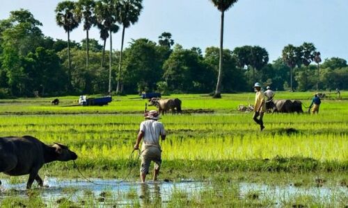Kampong Cham Rice-fields
